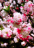 photo/kyoto_nara/kyoto_spring/kyoto_spring_007.jpg